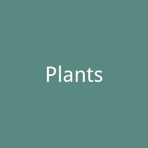 Plants美国家居绿植海淘官方网站官网